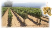 Natureza do Vinho