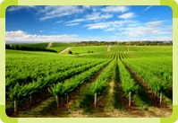 Vitis vinifera - latin for vines